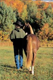 Training, Showing and Learning to Ride a Horse Image